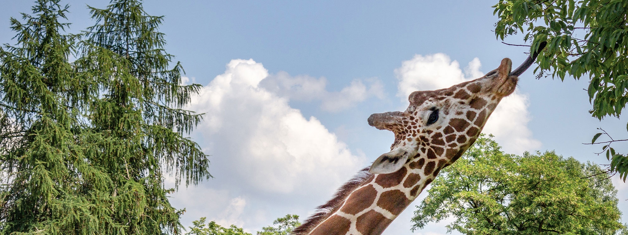 A giraffe reaching for a leaf