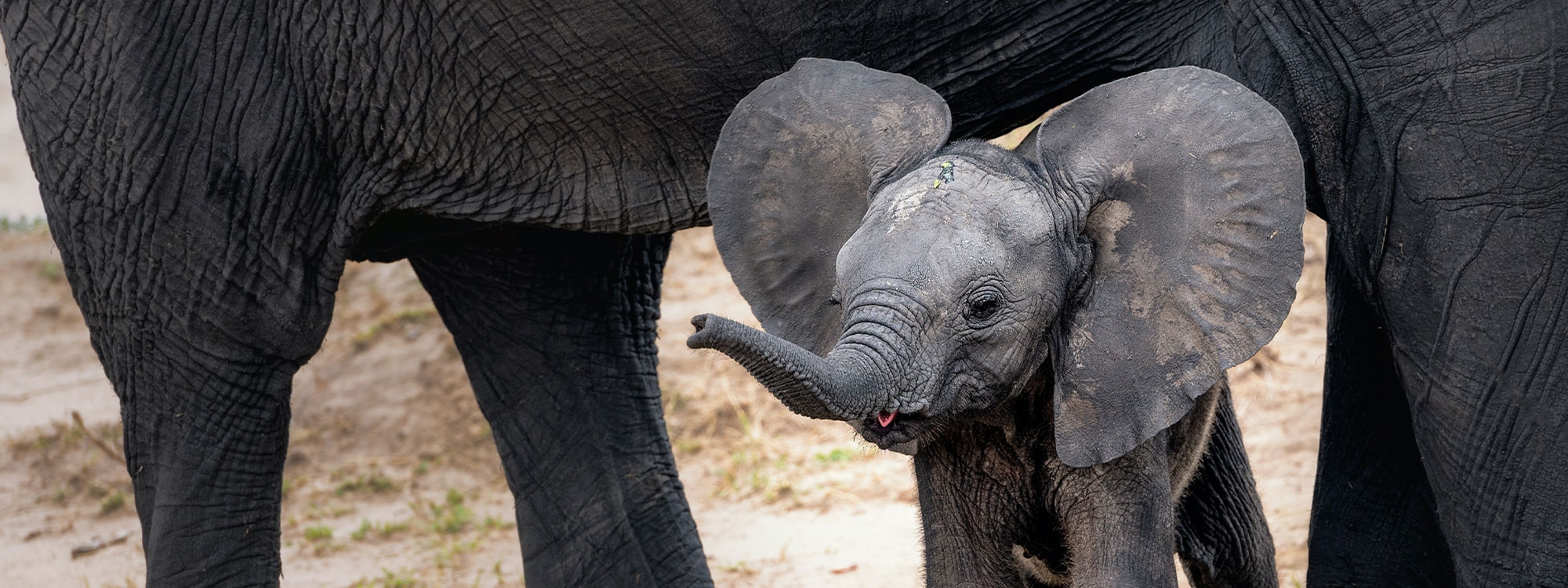 Close up of a baby elephant