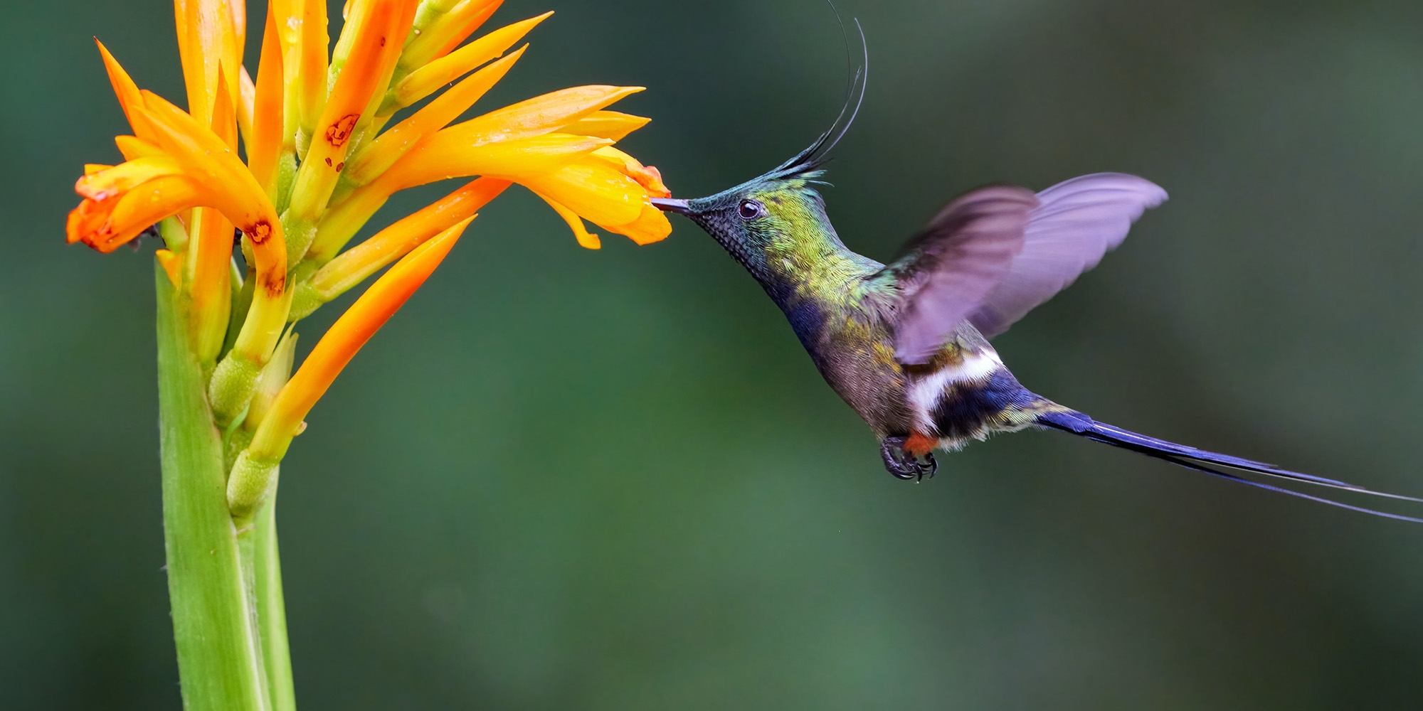 A hummingbird pollinating a flower