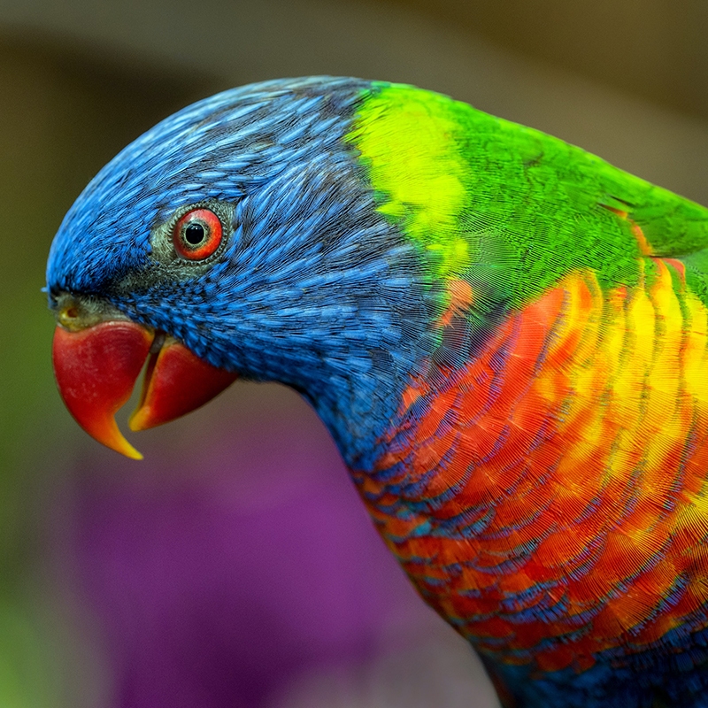 Yellow, blue, red, and green bird in close-up photograph