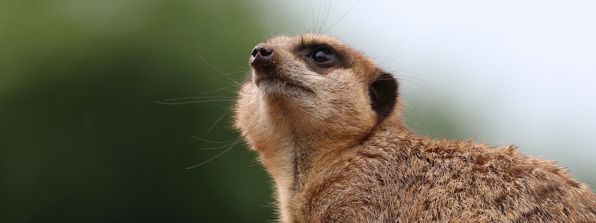 Brown meerkat photo