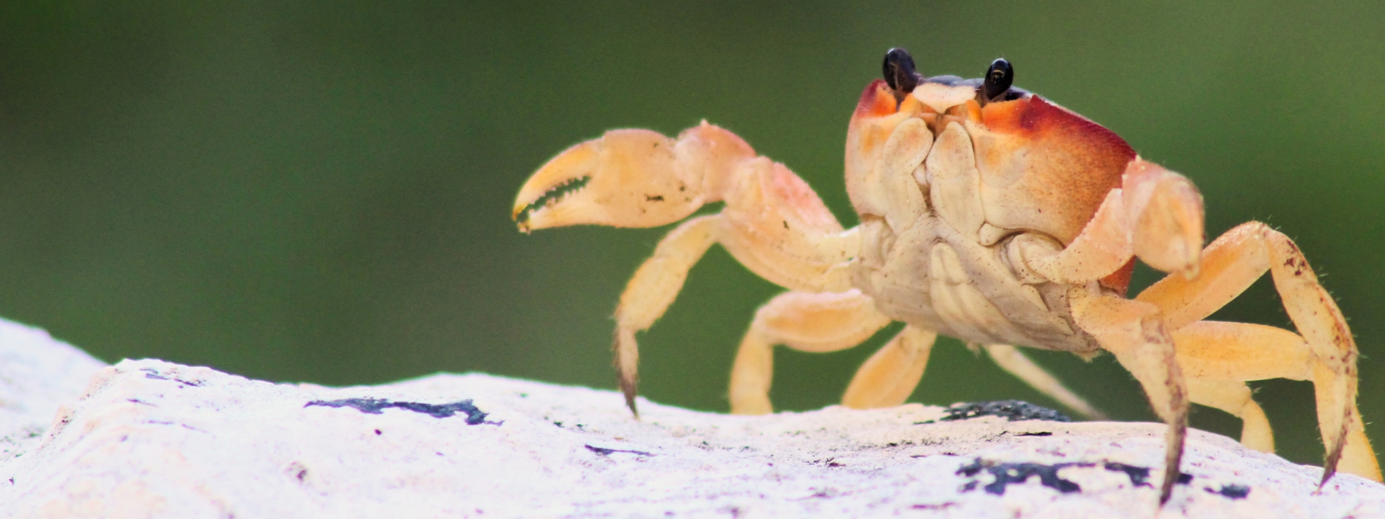 A crab on a rock in Cuba