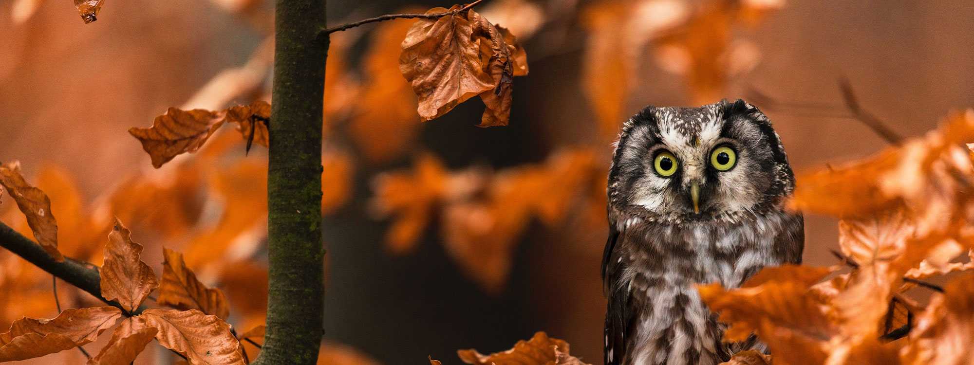 Grey owl in a tree