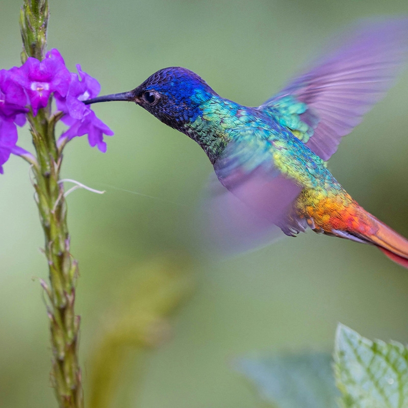 A hummingbird pollinating a flower