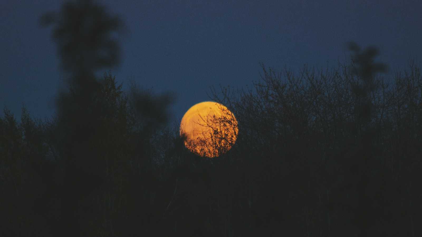 A yellow moon visible through treetops