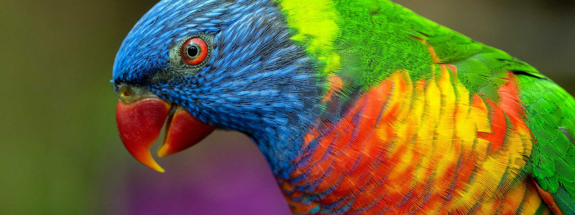 Yellow, blue, red, and green bird in close-up photograph