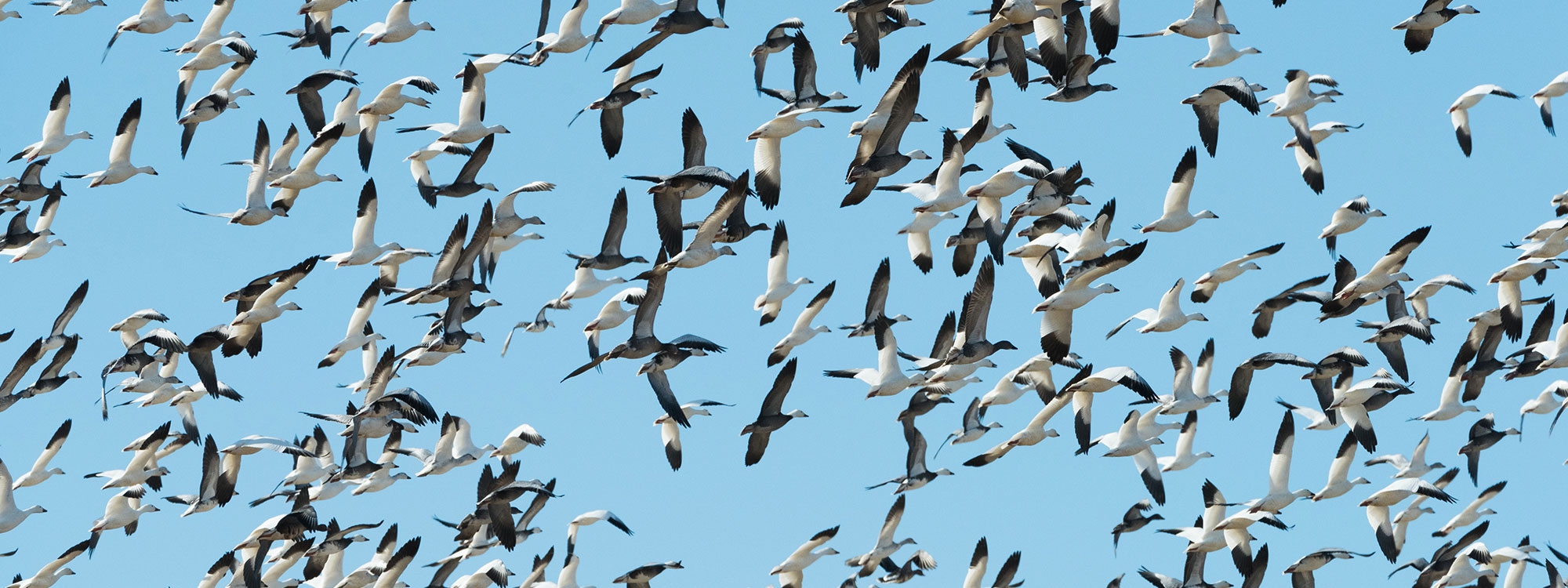 A flock of snow geese flying in the sky