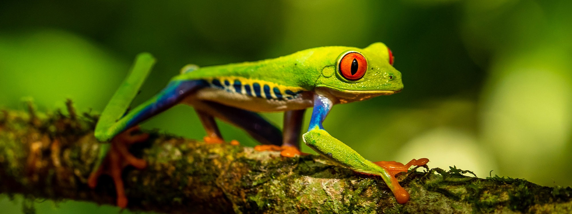 Green frog on tree branch