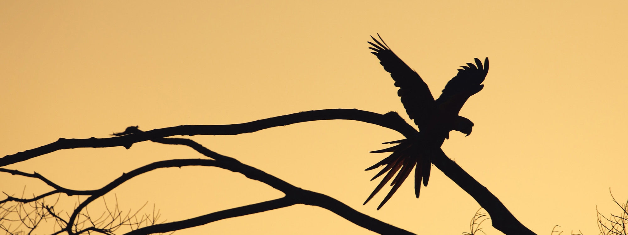 Silhouette of a bird resting on a branch