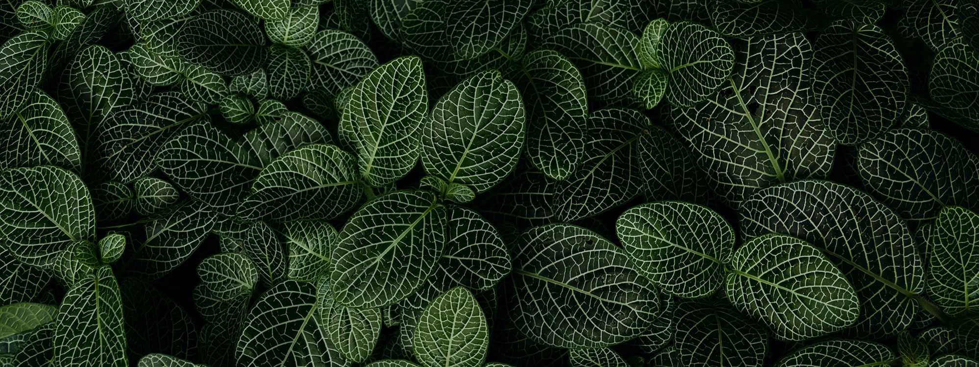 Green and white leaf plant