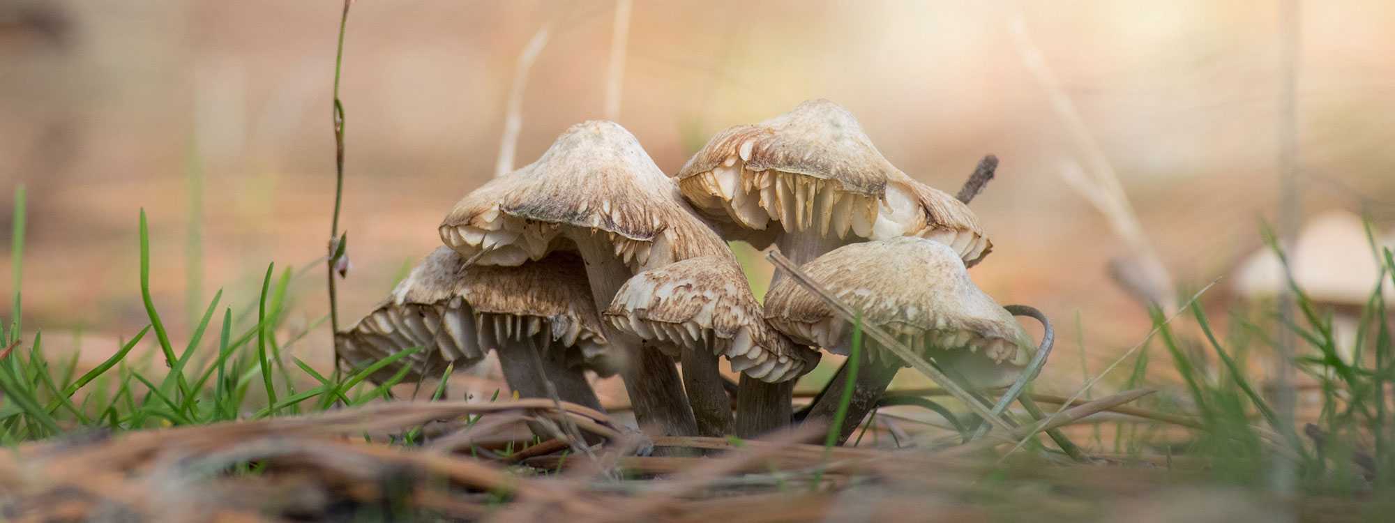 Brown mushrooms on ground