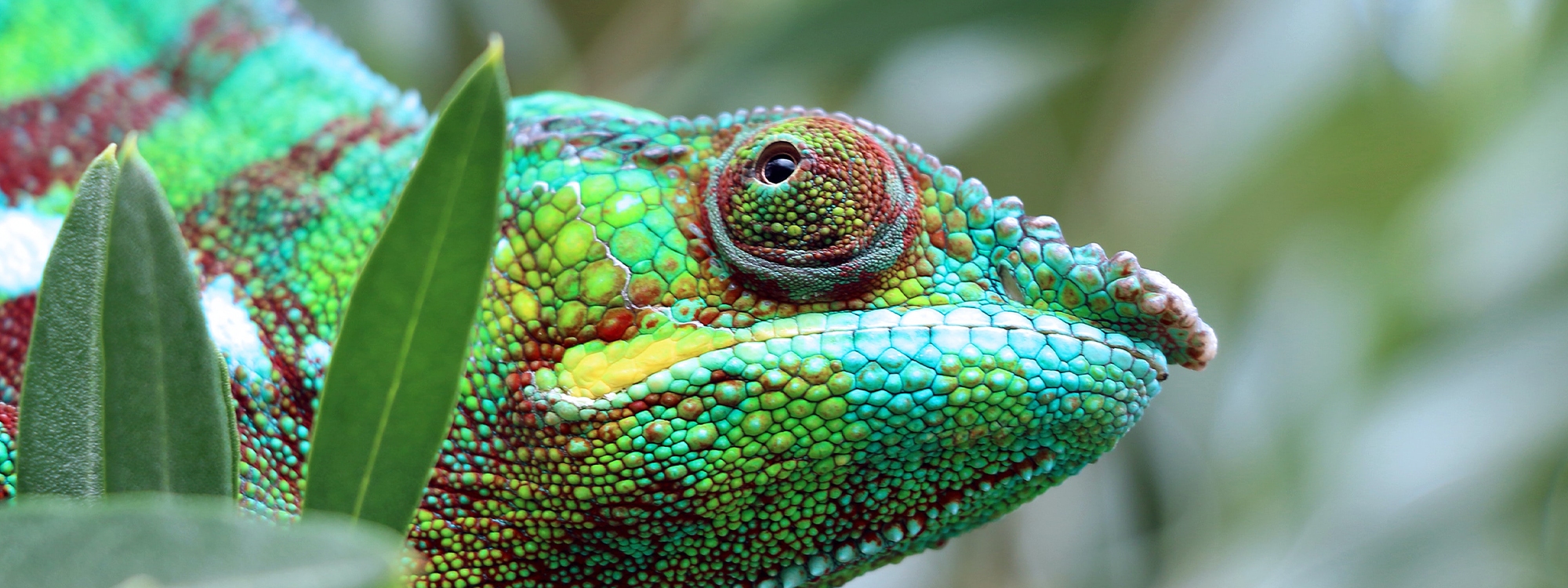 Close up of a beautiful chameleon