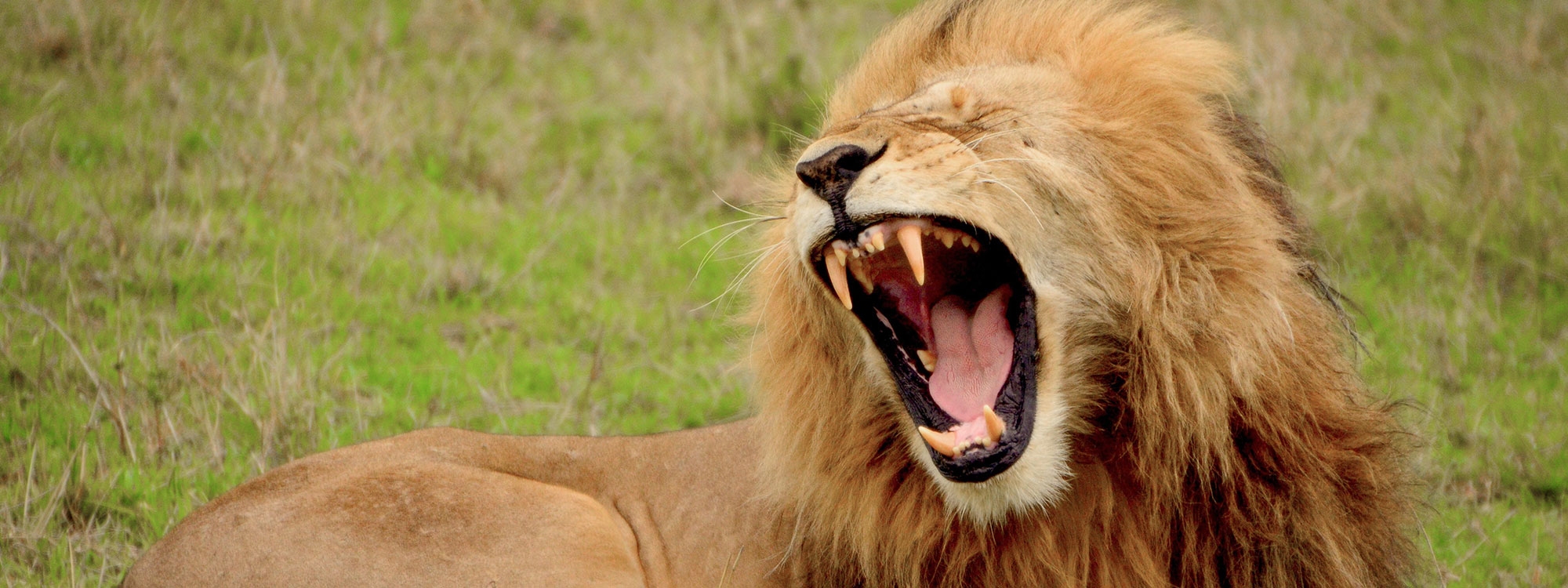 A male lion with his mouth open