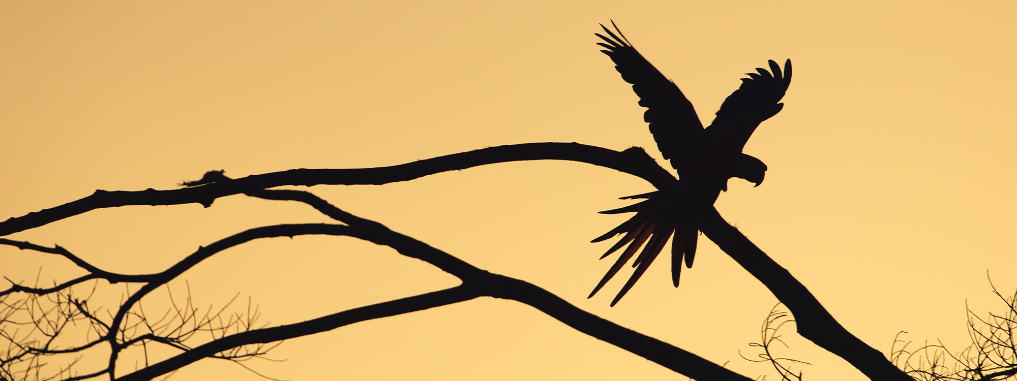 A silhouette of a parrot on bare branches