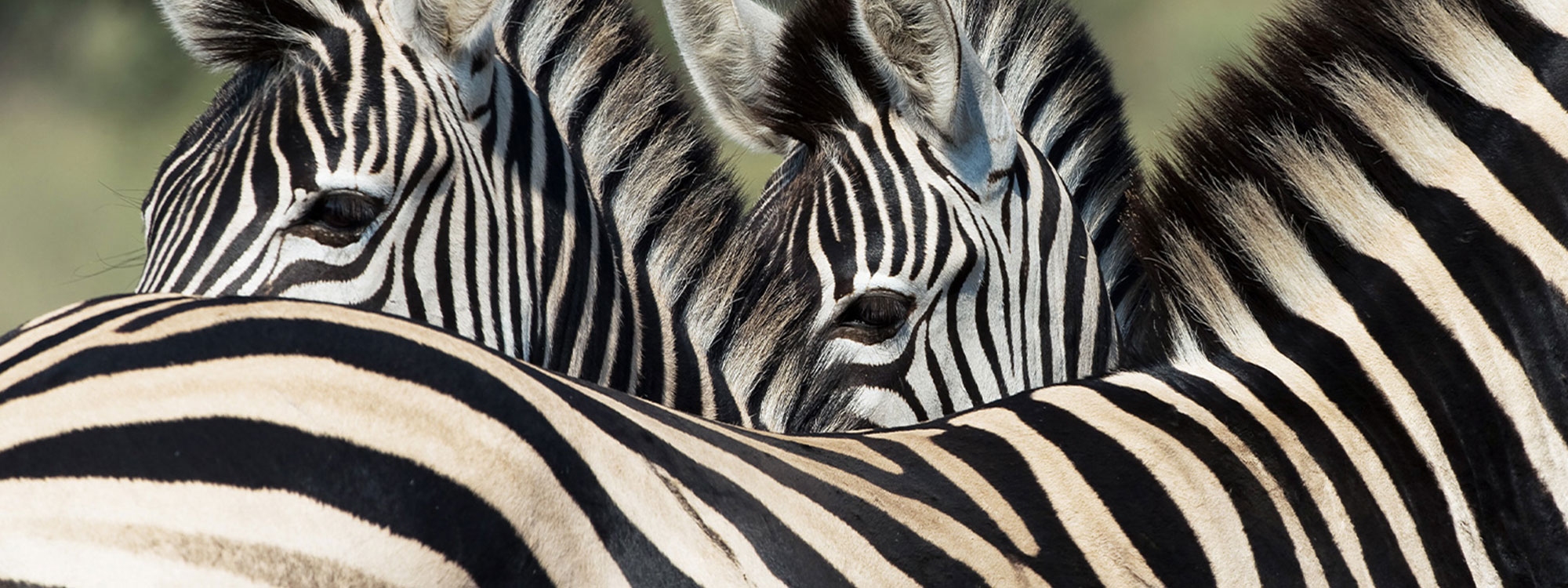 Close up of two zebras