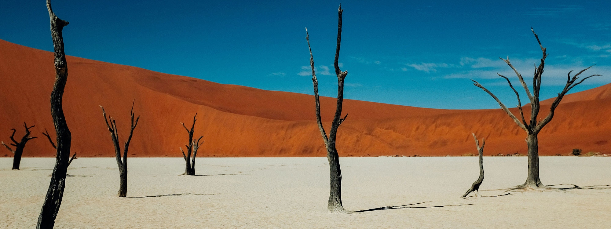 Dead trees in the Namib Desert