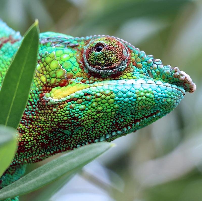 Close up of a beautiful chameleon