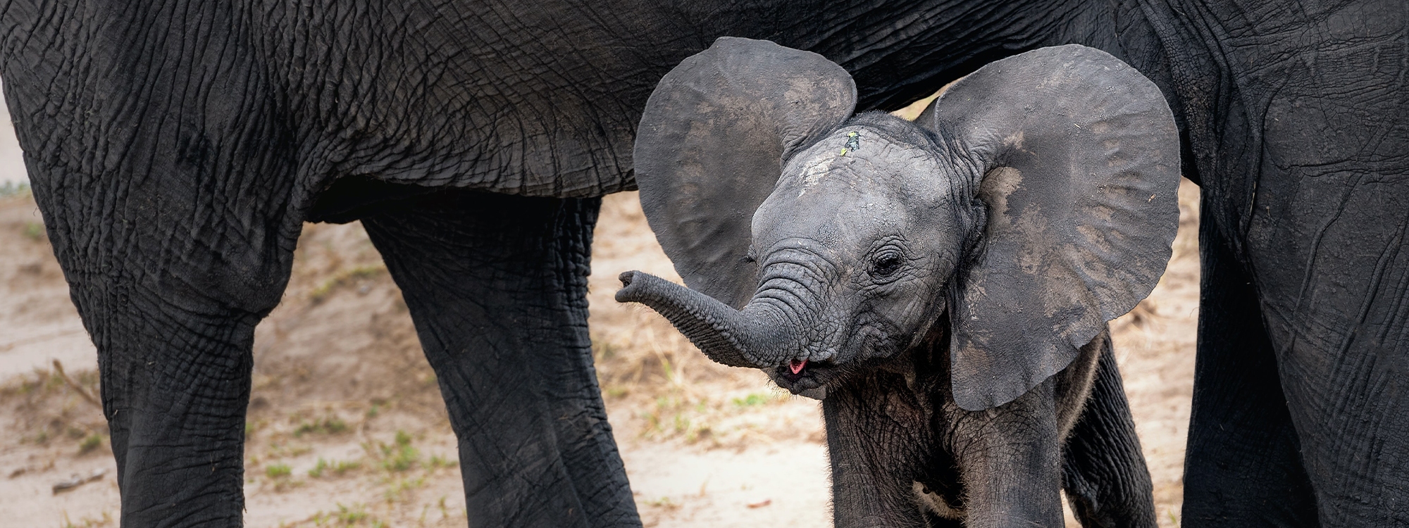 Close up of a baby elephant, representing the beginning stages of learning and growth in the Natura11y ecosystem