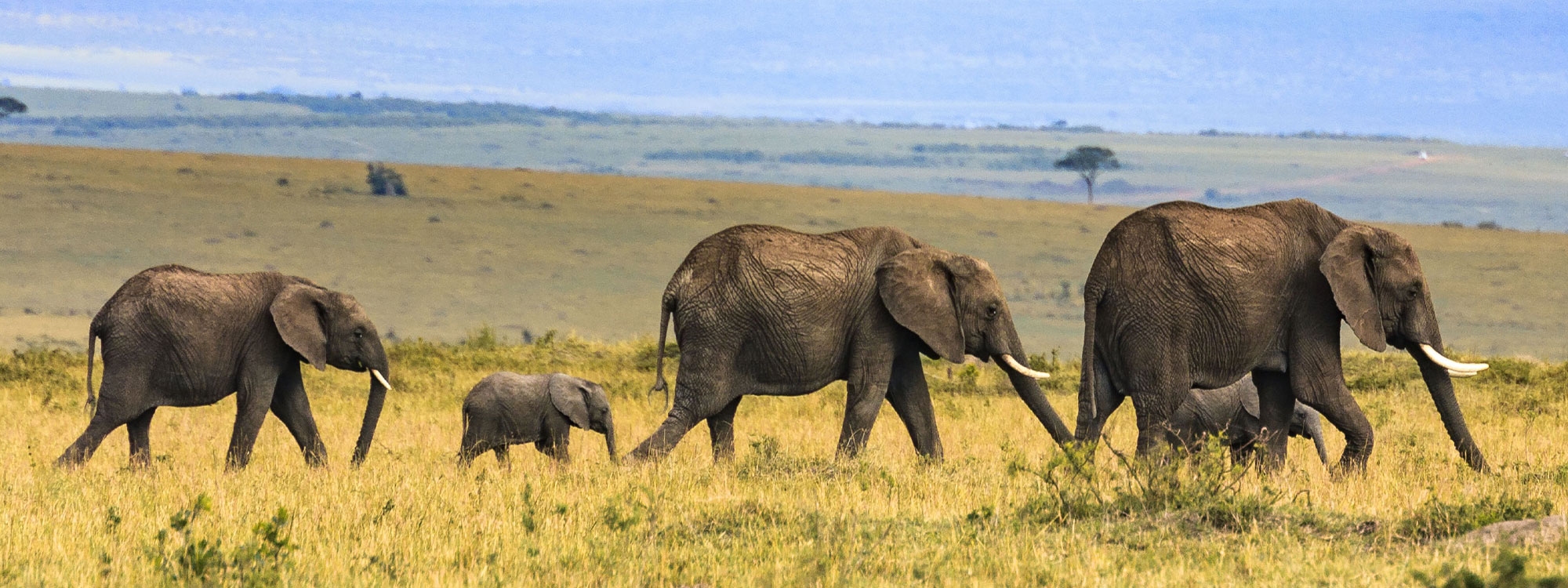 Five elephants on brown grass