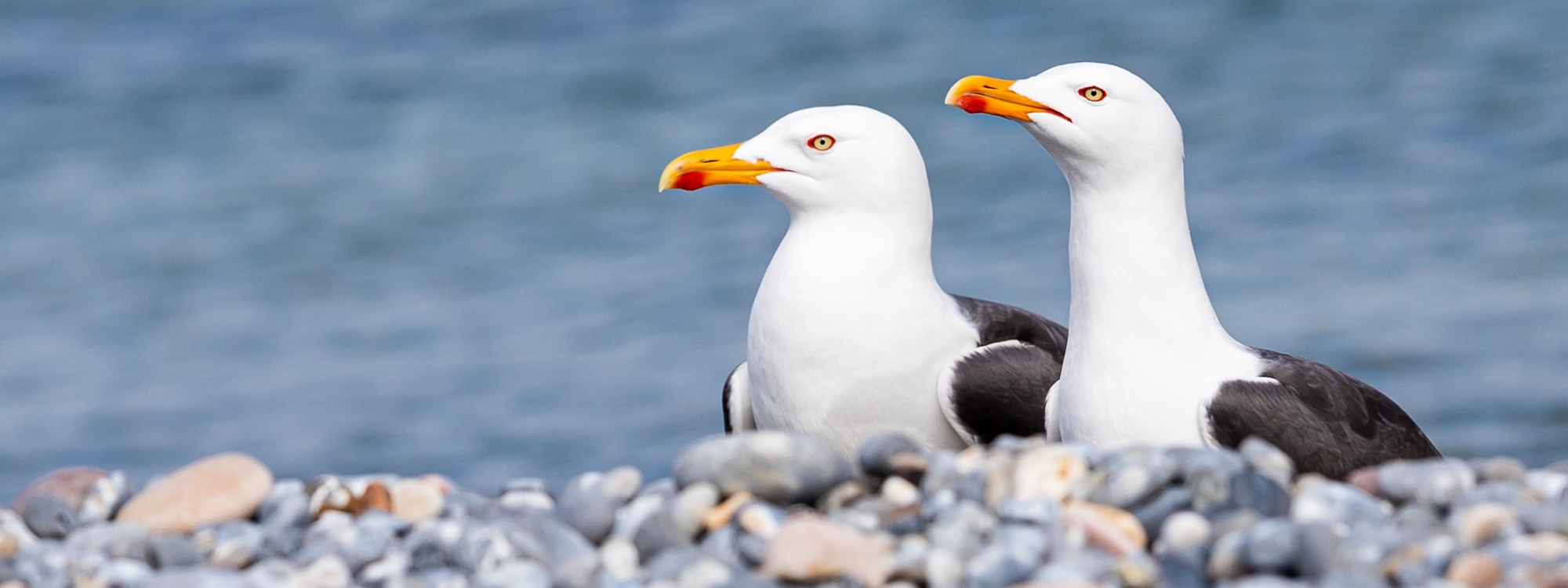 Two great black-backed gulls on a rocky beach