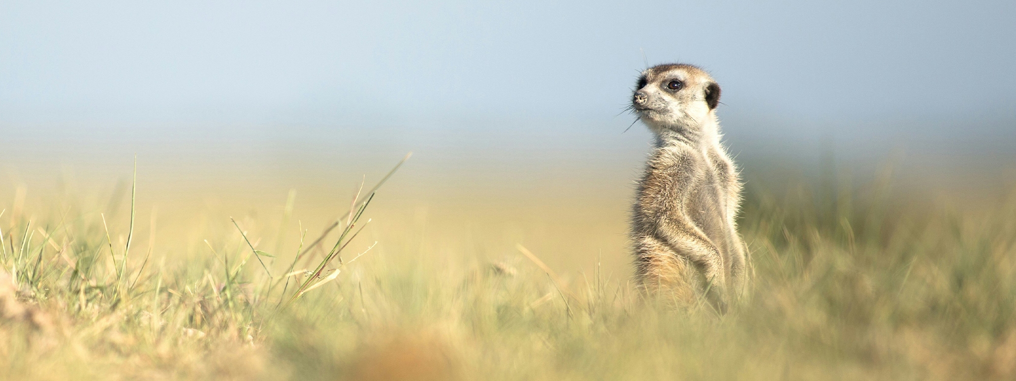 Brown meerkat photo