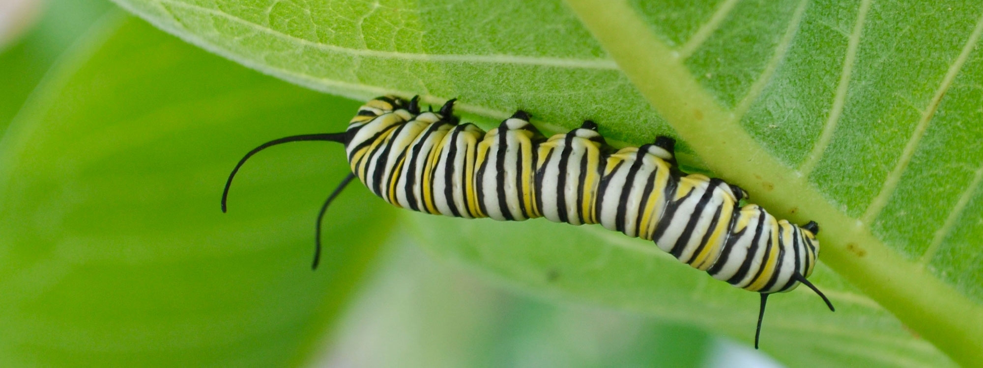 Close-up view of a vibrant Monarch caterpillar gracefully navigating a green leaf