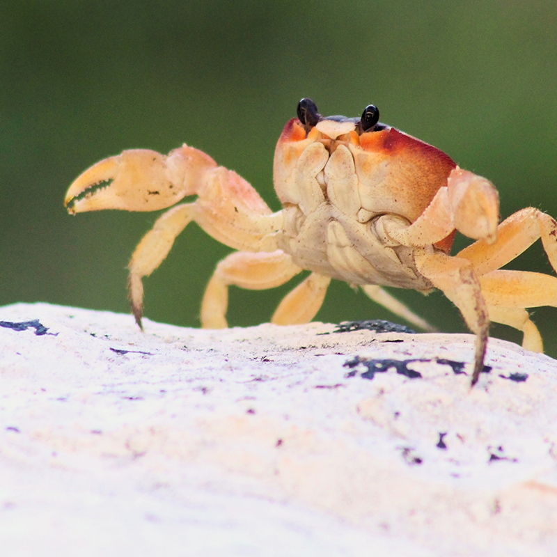 A crab on a rock in Cuba