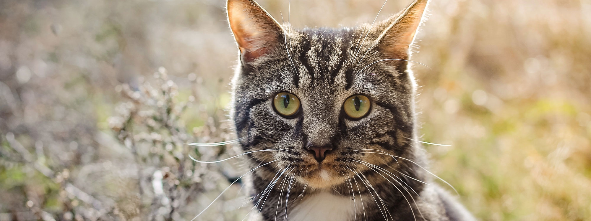 Silver tabby cat