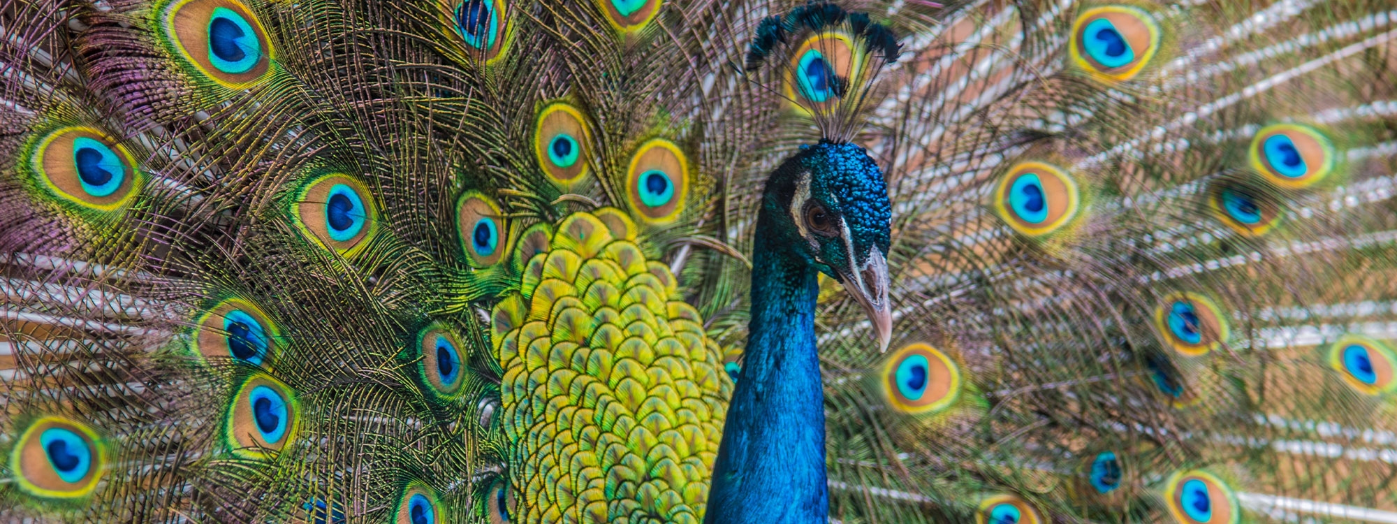 shallow focus photo of blue and green peacock