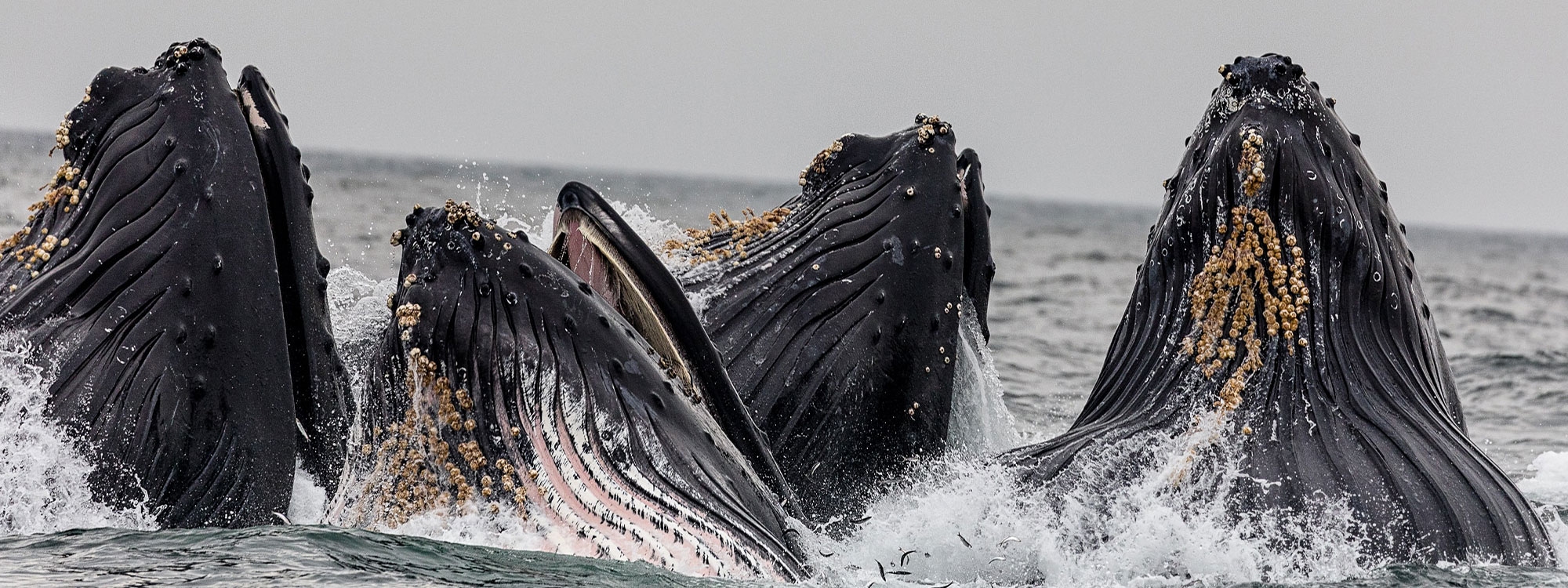 Four whale in body of water under cloudy sky