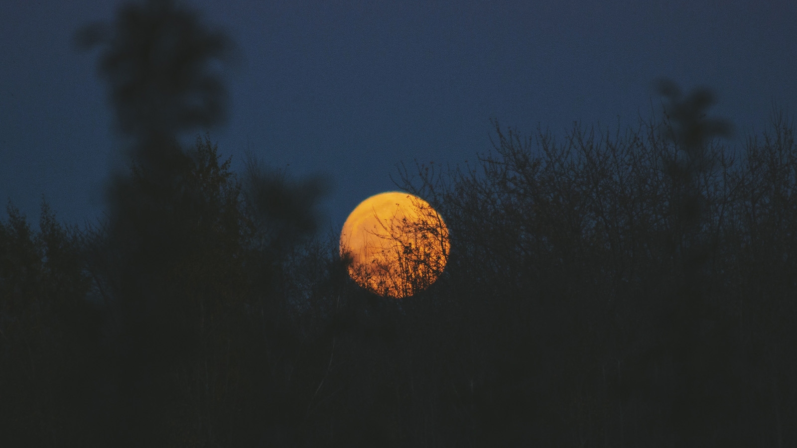 A yellow moon visible through treetops