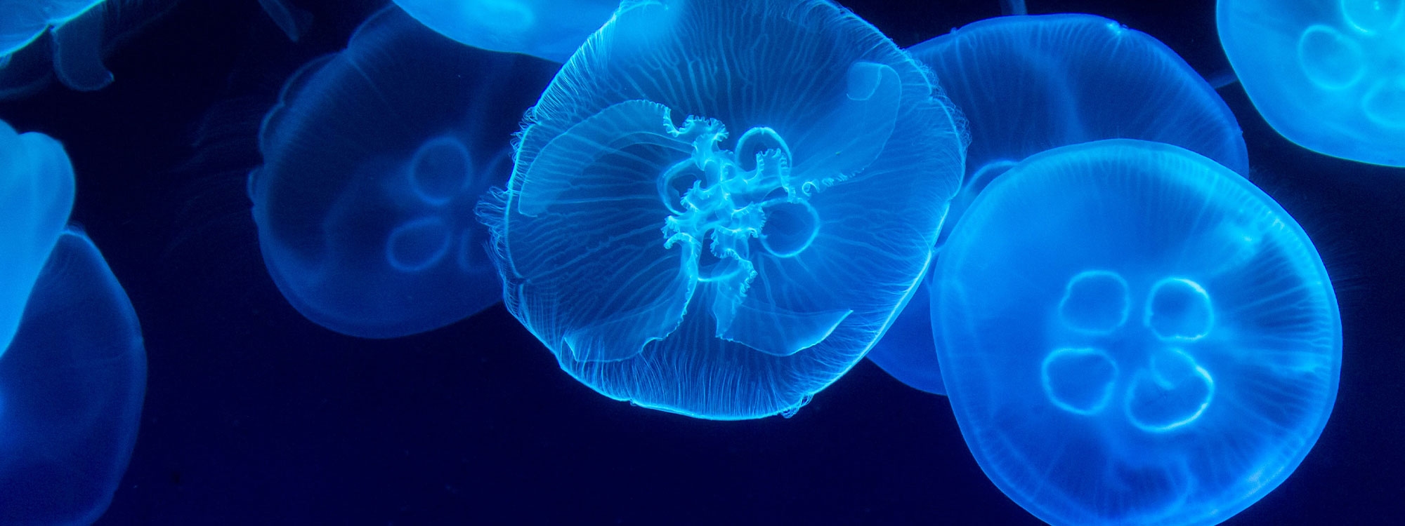 Closeup photography of swarm of jellyfish