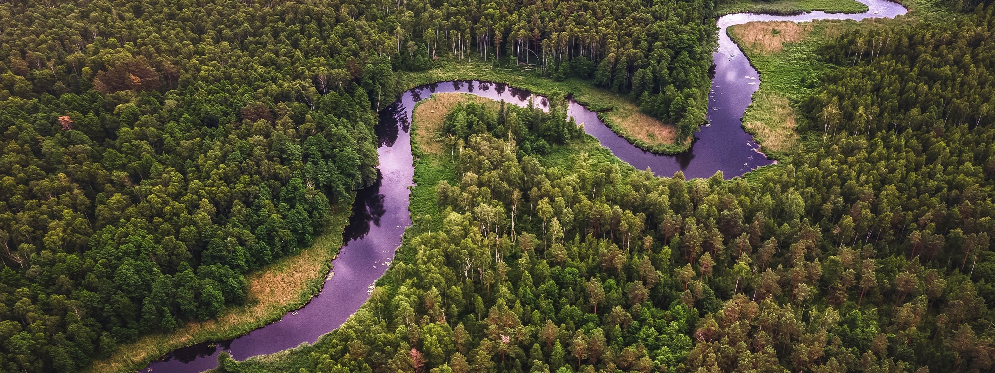 Aerial view of green trees and plants