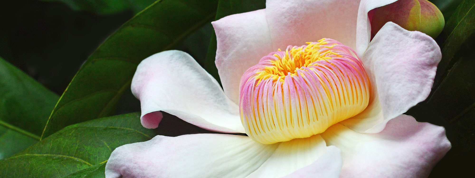 Macro photo of pink flower