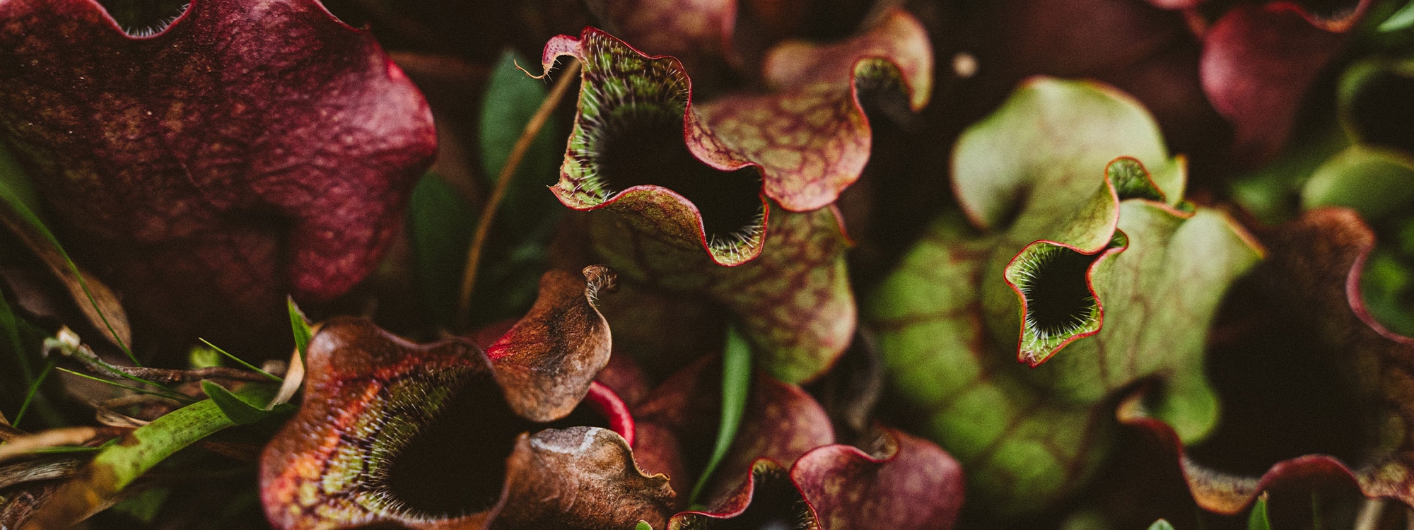 Brown and green plant in close up photography