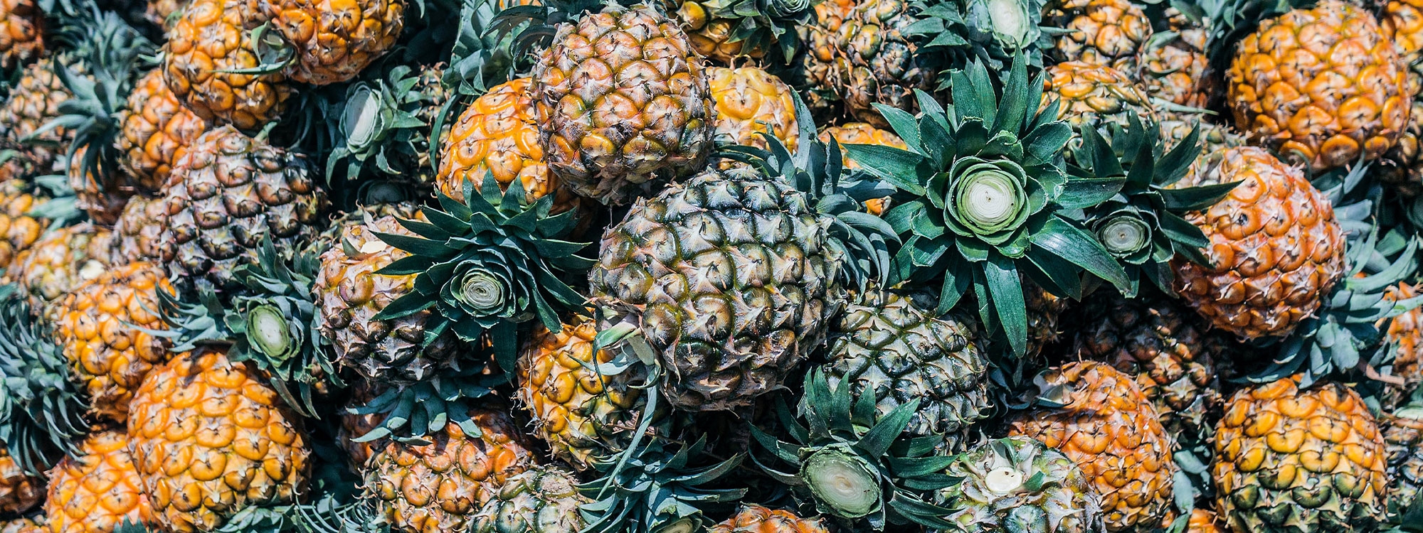 Pineapple fruit lot