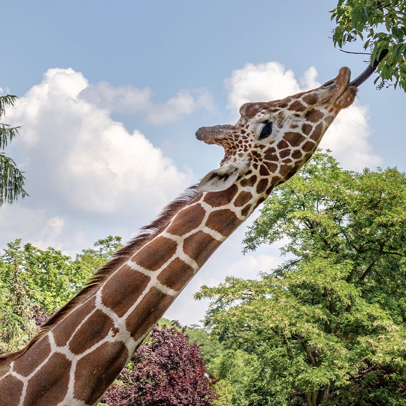 A giraffe reaching for a leaf