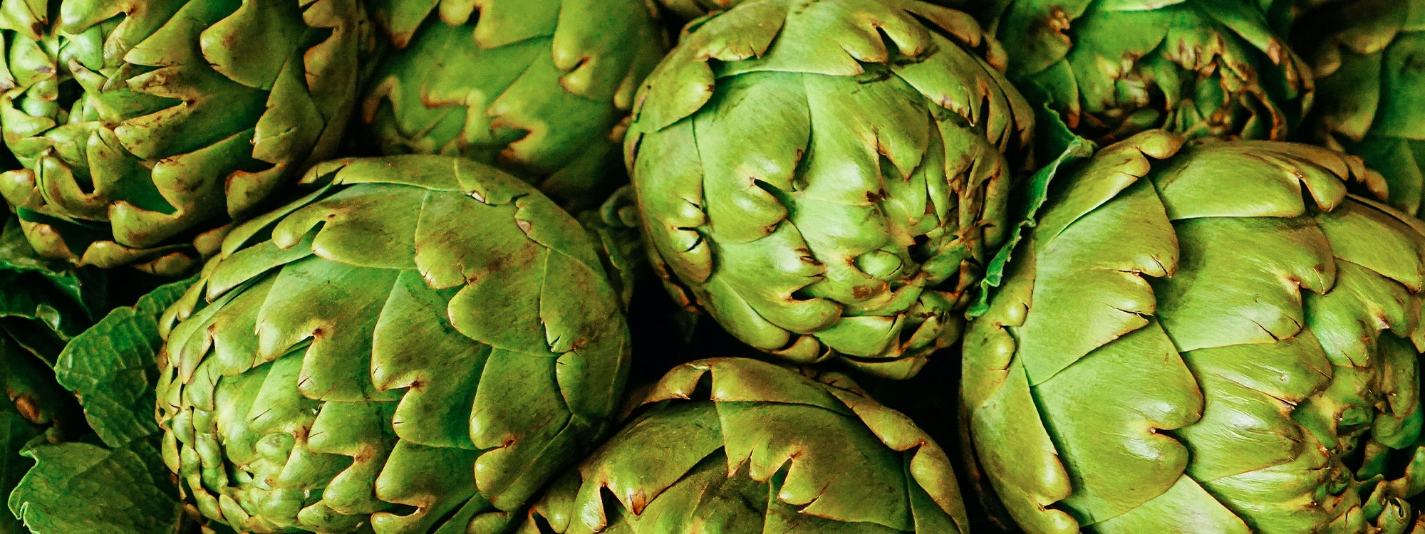 Closeup of a group of artichokes